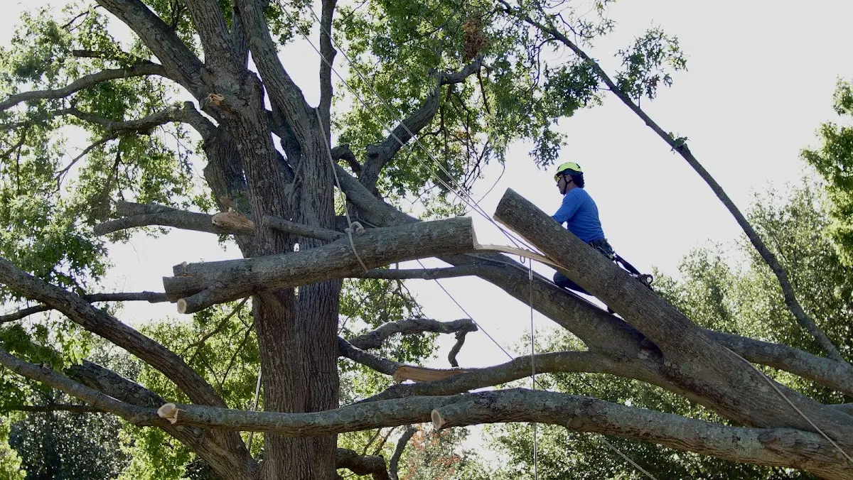 Professional Crown Thinning performed by certified arborists in Guernsey