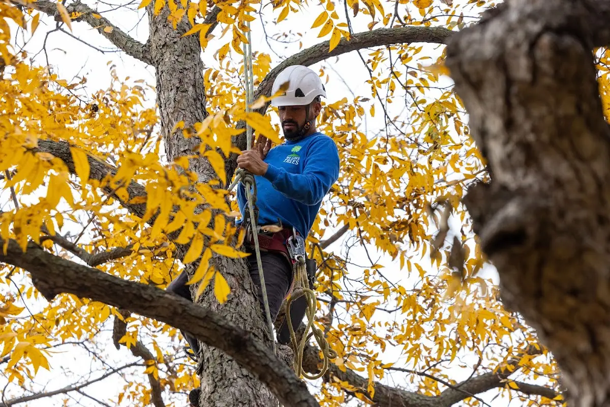 Skilled Storm Damage Cleanup crew working in Guernsey