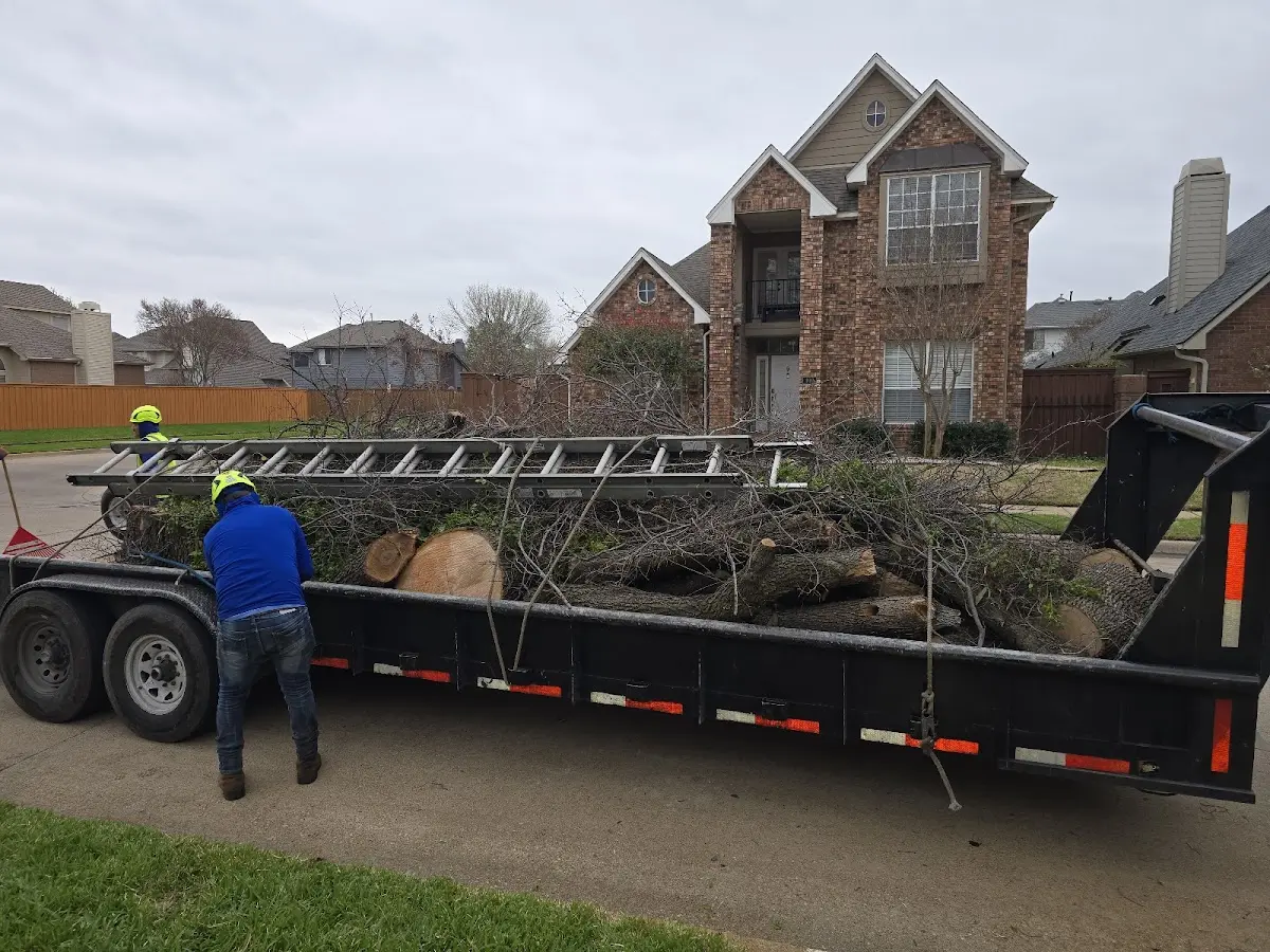 Expert Tree Removal with proper safety equipment in Guernsey